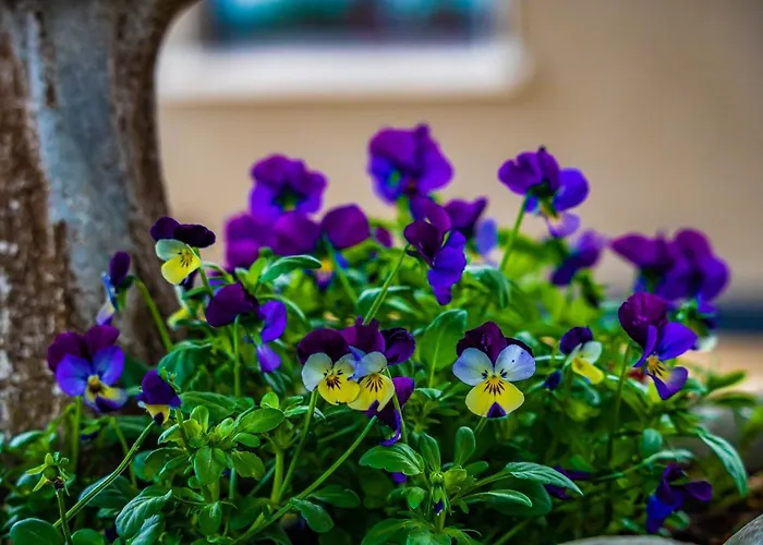 Frühstückspension The Ring