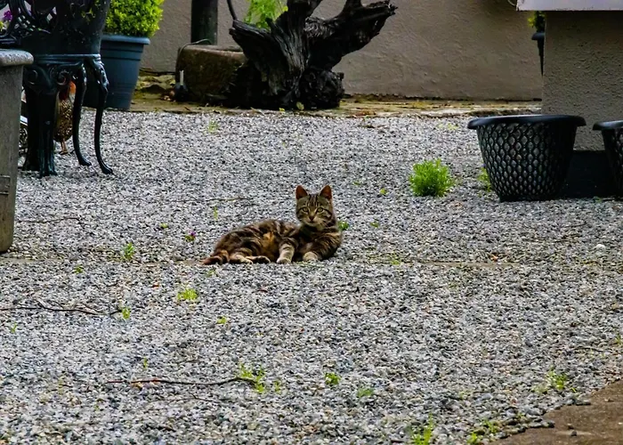 فندق مبيت وإفطار The Ring 3*